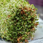 Σπόροι Τριφυλλιού (Trifolium Spp) για Φύτρα (200γρ) Βiosophy
