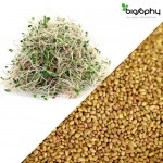 Σπόροι Άλφαλφα (Medicago Sativa) για Φύτρα (250γρ) Βiosophy