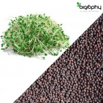 Σπόροι Μπρόκολου (Brassica Oleracea) για Φύτρα (13γρ) Geo
