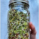 Σπόροι Μπρόκολου (Brassica Oleracea) για Φύτρα (13γρ) Geo