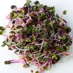 Σπόροι Κόκκινου Ρεπανιού (Raphanus Sativus) για Φύτρα (15γρ) Geo