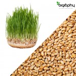 Σπόροι Σιταριού (Triticum Durum) για Φύτρα (40γρ x 5) Geo