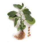 Ashwagandha σε Σκόνη (150γρ) Green Bay