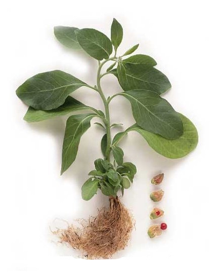 Ashwagandha σε Σκόνη (150γρ) Green Bay
