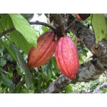 Ακατέργαστο Κακάο σε Σκόνη 'Cacao powder' ποικιλίας Criollo (300γρ) Biosophy