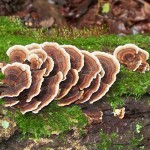 Εκχύλισμα Μανιταριού Turkey Tail 8:1 σε Σκόνη με 30% Πολυσακχαρίτες (50γρ) Green Bay
